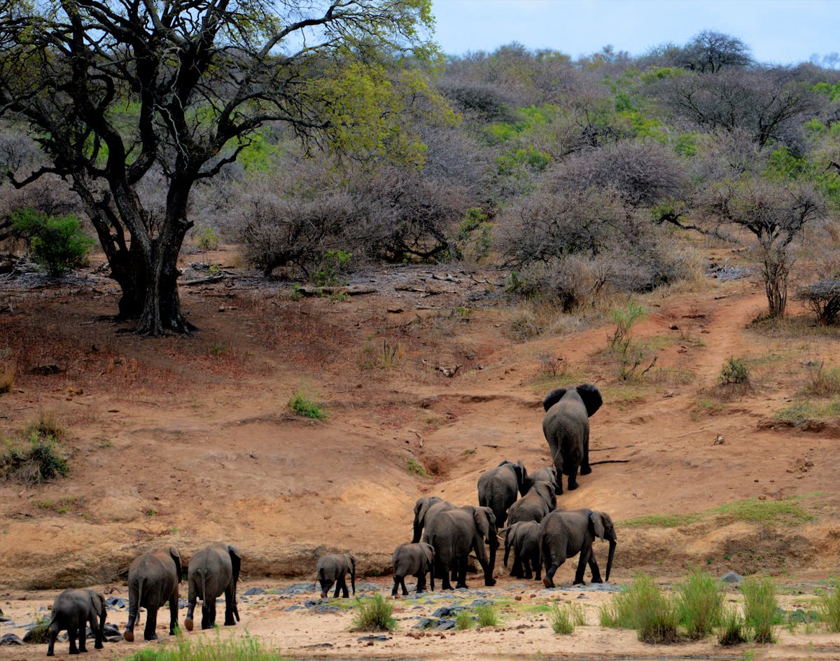 Kaziranga National Park car hire from North Lakhimpur